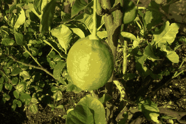 牛油果种植几年结果(牛油果一年结几次果)